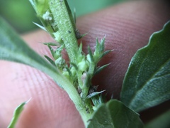 Amaranthus albus