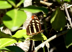 Catonephele cortesi