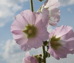 Alcea biennis