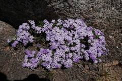Phlox dispersa