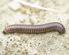 Acanthoiulus fuscipes