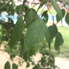 Acer negundo mexicanum