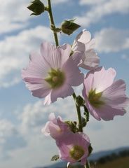 Alcea biennis
