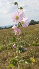 Alcea biennis