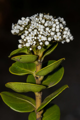 Logania ovata