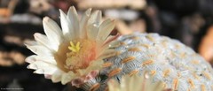 Mammillaria pectinifera