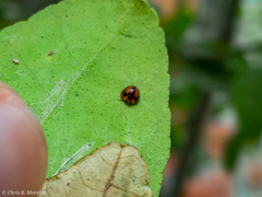 Pentilia chelsea