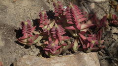 Crassula capitella thyrsiflora