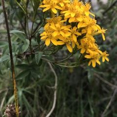 Tagetes nelsonii
