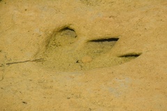 Acrocanthosaurus atokensis
