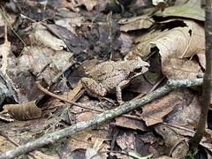 Pseudacris brachyphona