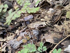 Pseudacris brachyphona