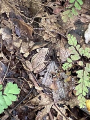 Pseudacris brachyphona