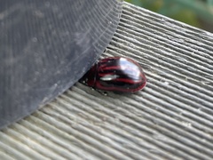 Paropsisterna semivittata