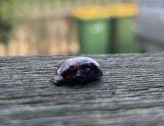 Paropsisterna semivittata