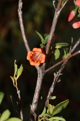 Correa pulchella