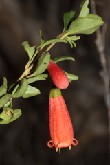 Correa pulchella