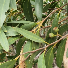 Eucalyptus obstans