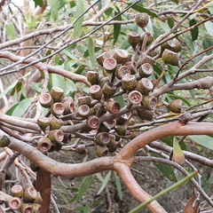 Eucalyptus obstans