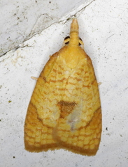 Cenopis mesospila