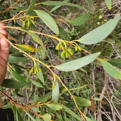 Eucalyptus obstans