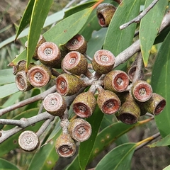 Eucalyptus obstans