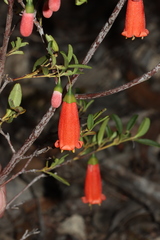 Correa pulchella