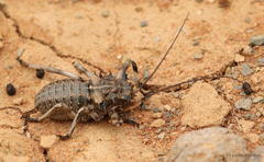 Acanthoproctus cervinus
