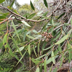 Eucalyptus obstans