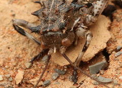 Acanthoproctus cervinus