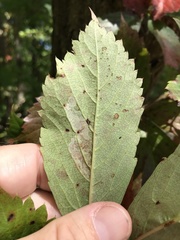 Phyllocnistis ampelopsiella