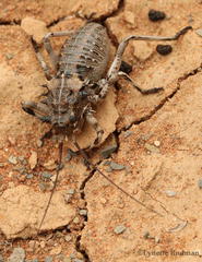 Acanthoproctus cervinus