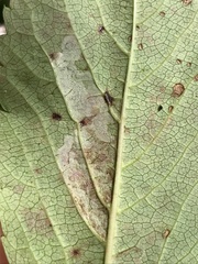 Phyllocnistis ampelopsiella