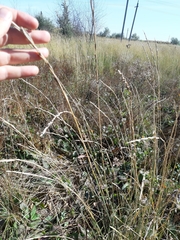 Thinopyrum elongatum