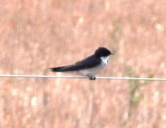 Hirundo dimidiata dimidiata