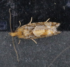 Zeiraphera canadensis