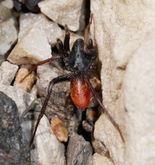 Castianeira occidens