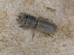 Passalidius fortipes