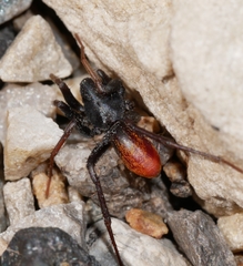 Castianeira occidens