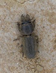 Passalidius fortipes