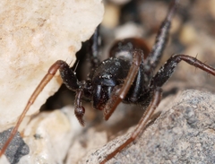 Castianeira occidens