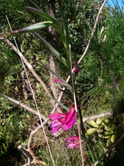 Gladiolus communis byzantinus