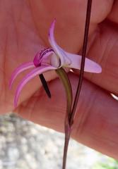 Disa inflexa