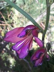 Gladiolus communis byzantinus