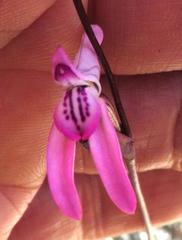 Disa inflexa
