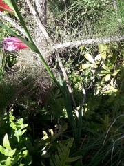 Gladiolus communis byzantinus