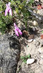 Disa inflexa