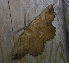 Euchlaena johnsonaria