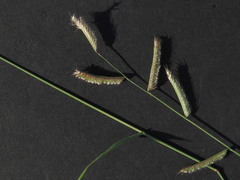 Bouteloua barbata rothrockii