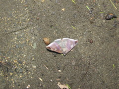 Bastilla serratilinea